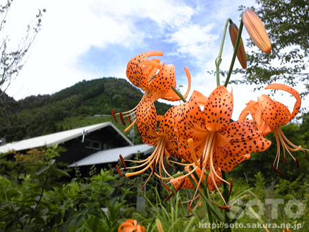 山小屋(20110809_1)