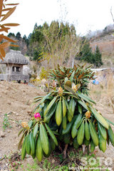 �R�����i�V���N�i�Q�j