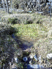 メダカ池→泥沼(2)